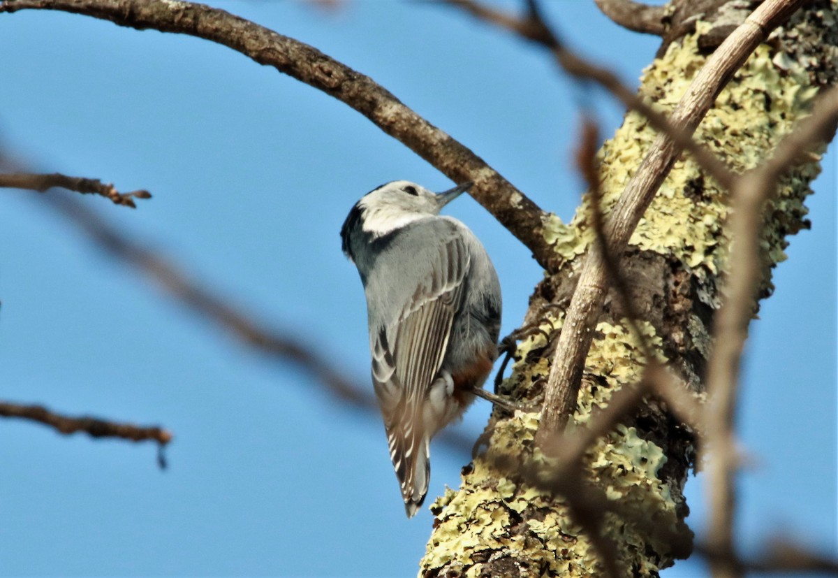 White-breasted Nuthatch - ML609215786