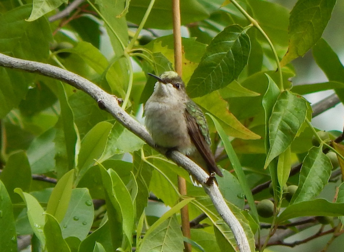 Ruby-throated Hummingbird - ML609215949