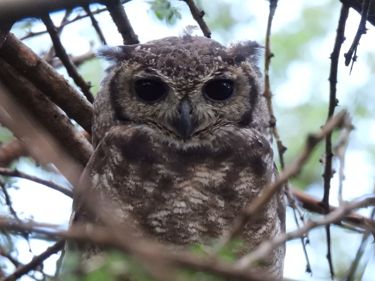 Grayish Eagle-Owl - ML609215991