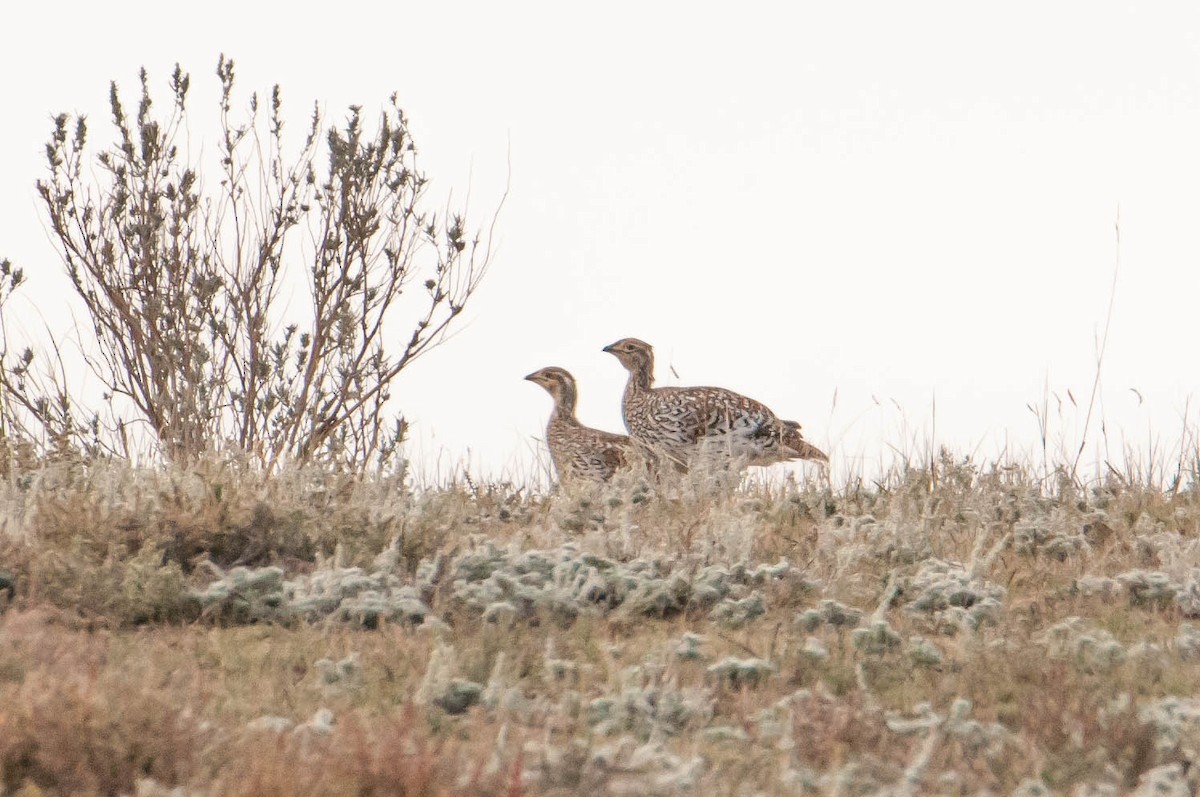 Sharp-tailed Grouse - David Lawrence