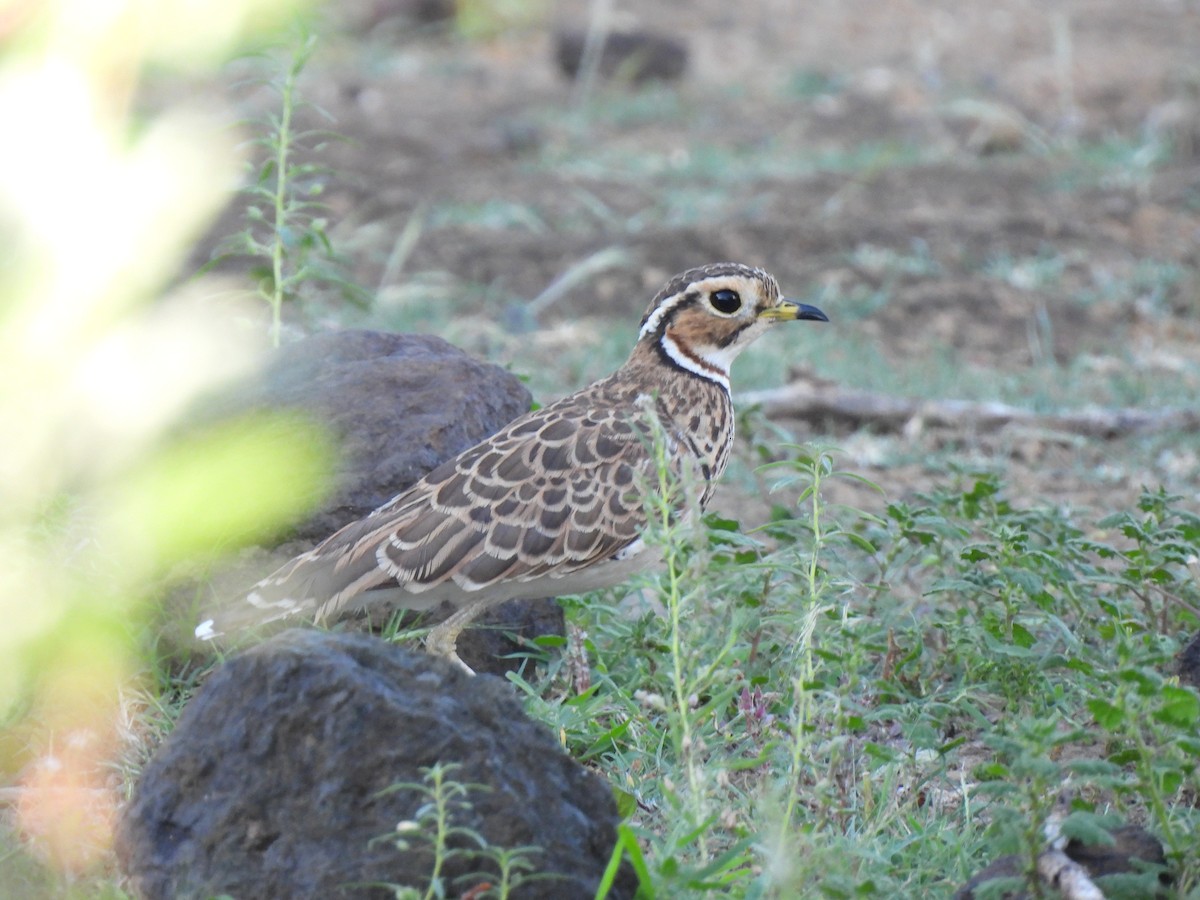 Three-banded Courser - ML609216118