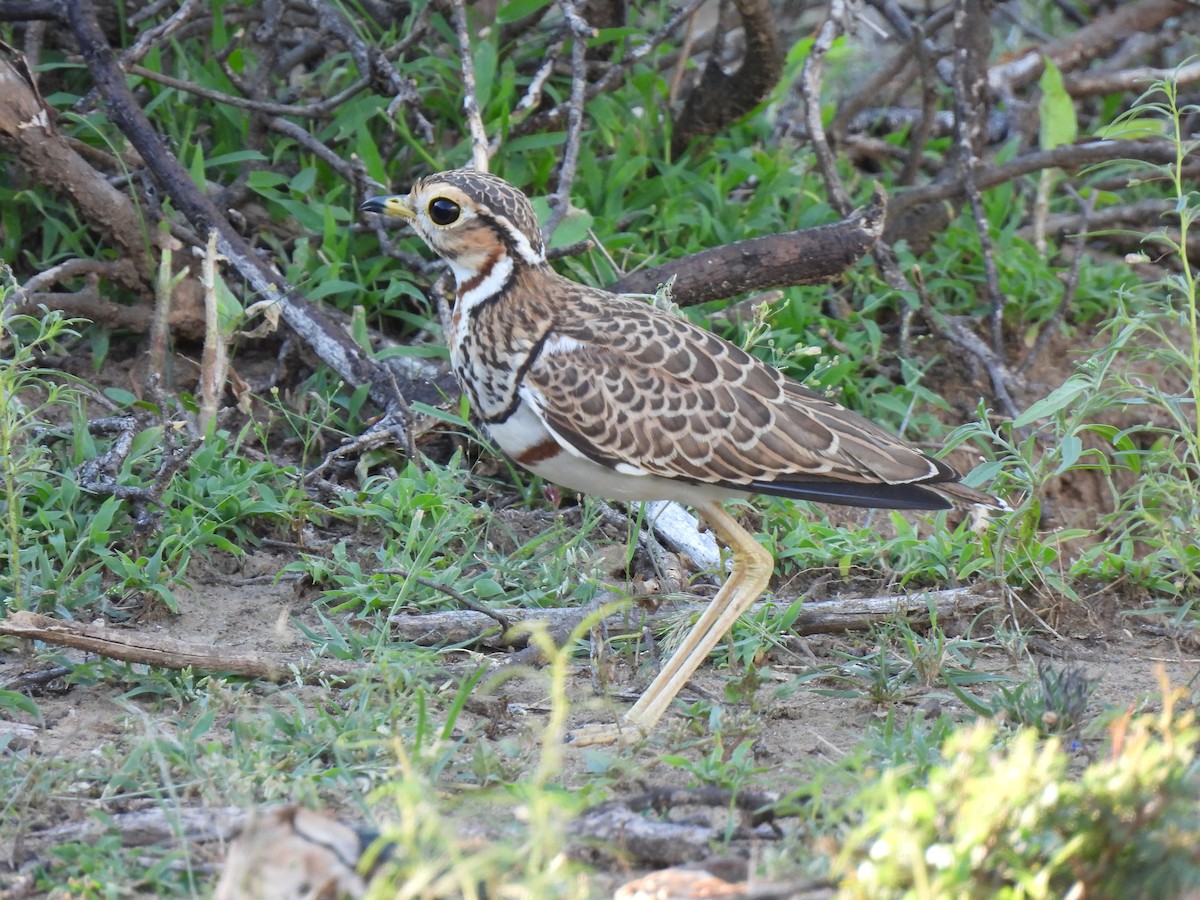 Three-banded Courser - ML609216133