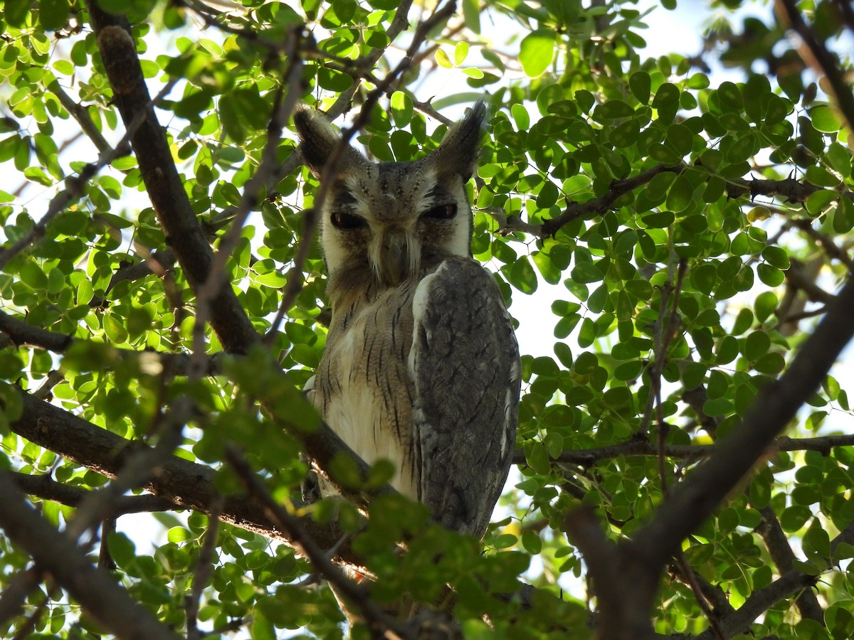 Northern White-faced Owl - Adarsh Nagda