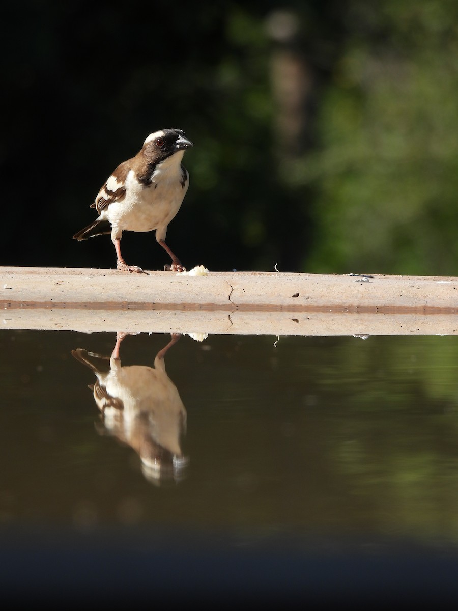 White-browed Sparrow-Weaver - Adarsh Nagda