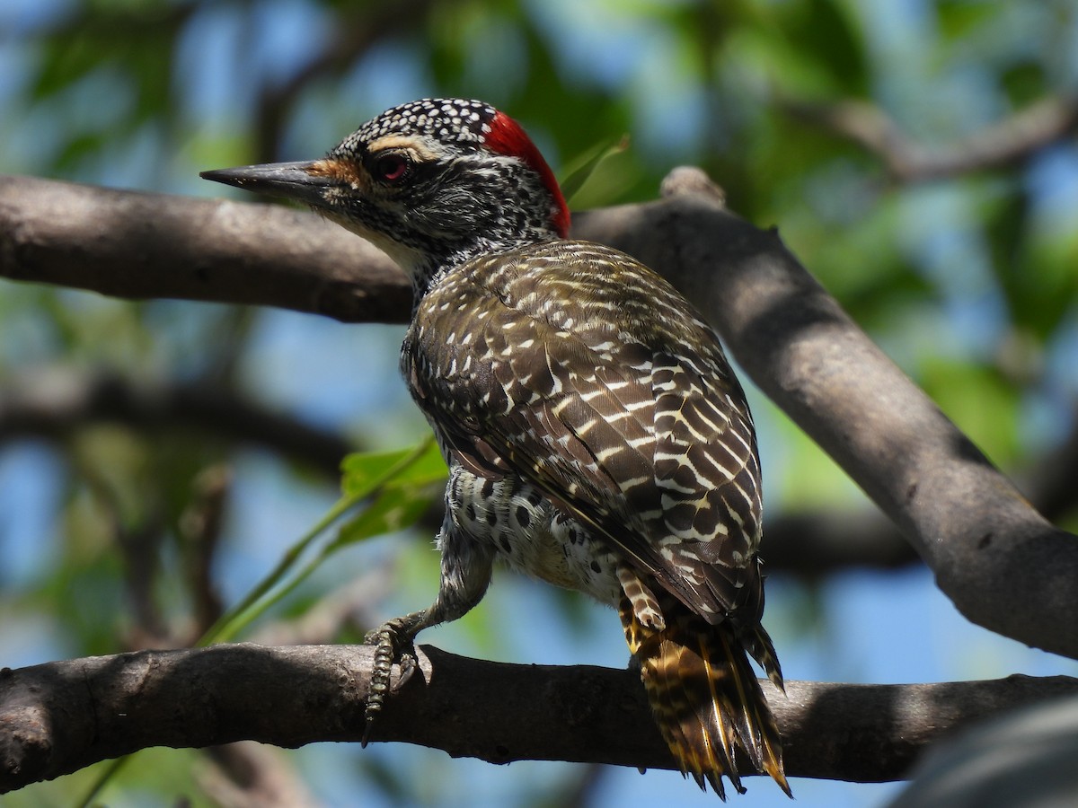 Nubian Woodpecker - ML609216690