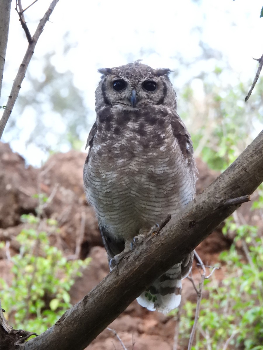 Grayish Eagle-Owl - Adarsh Nagda