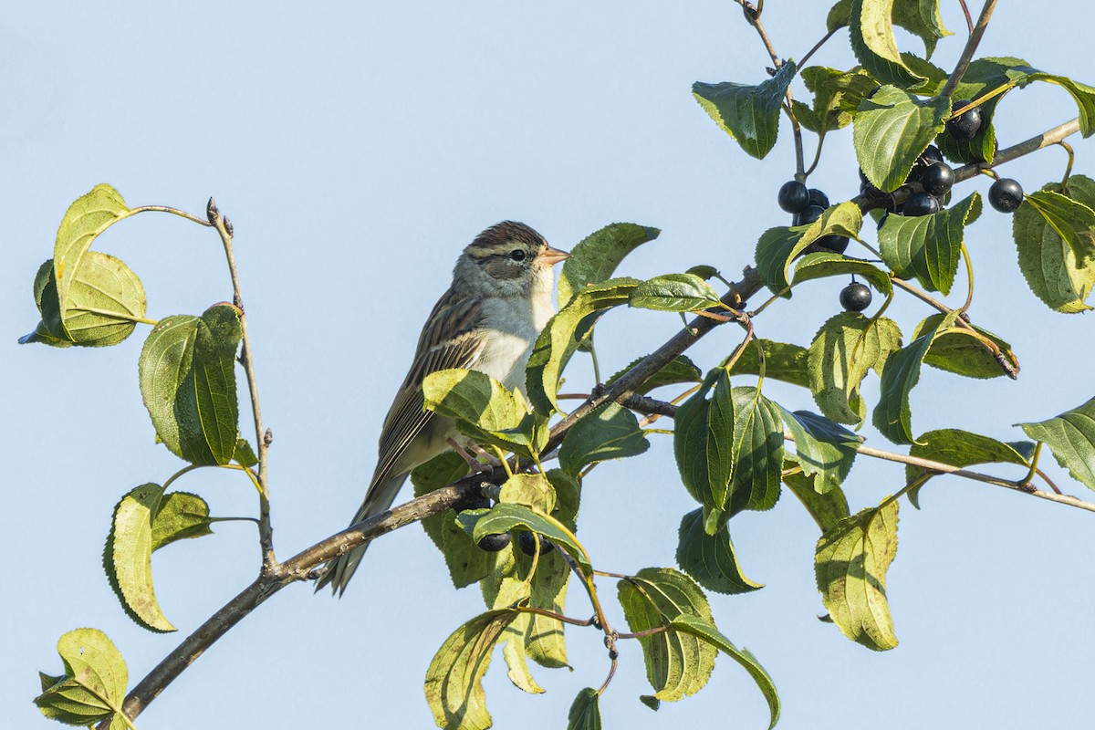 Chipping Sparrow - Larry Hubble