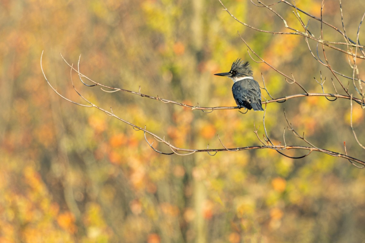 Belted Kingfisher - Larry Hubble