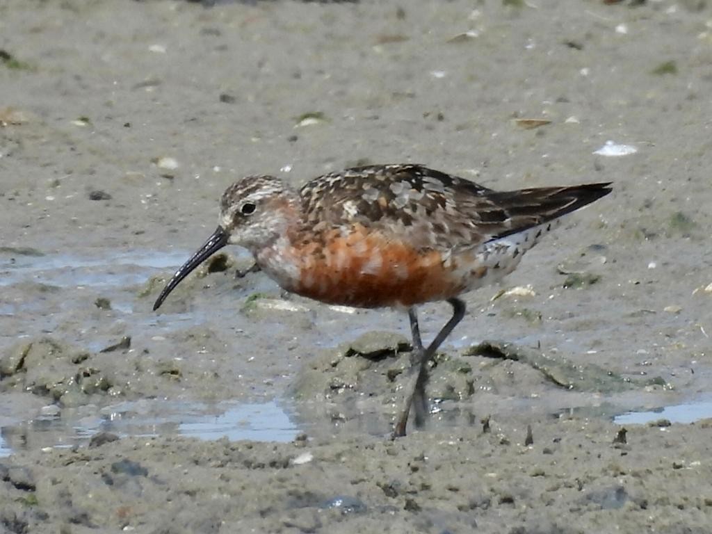 Curlew Sandpiper - Andy Todd