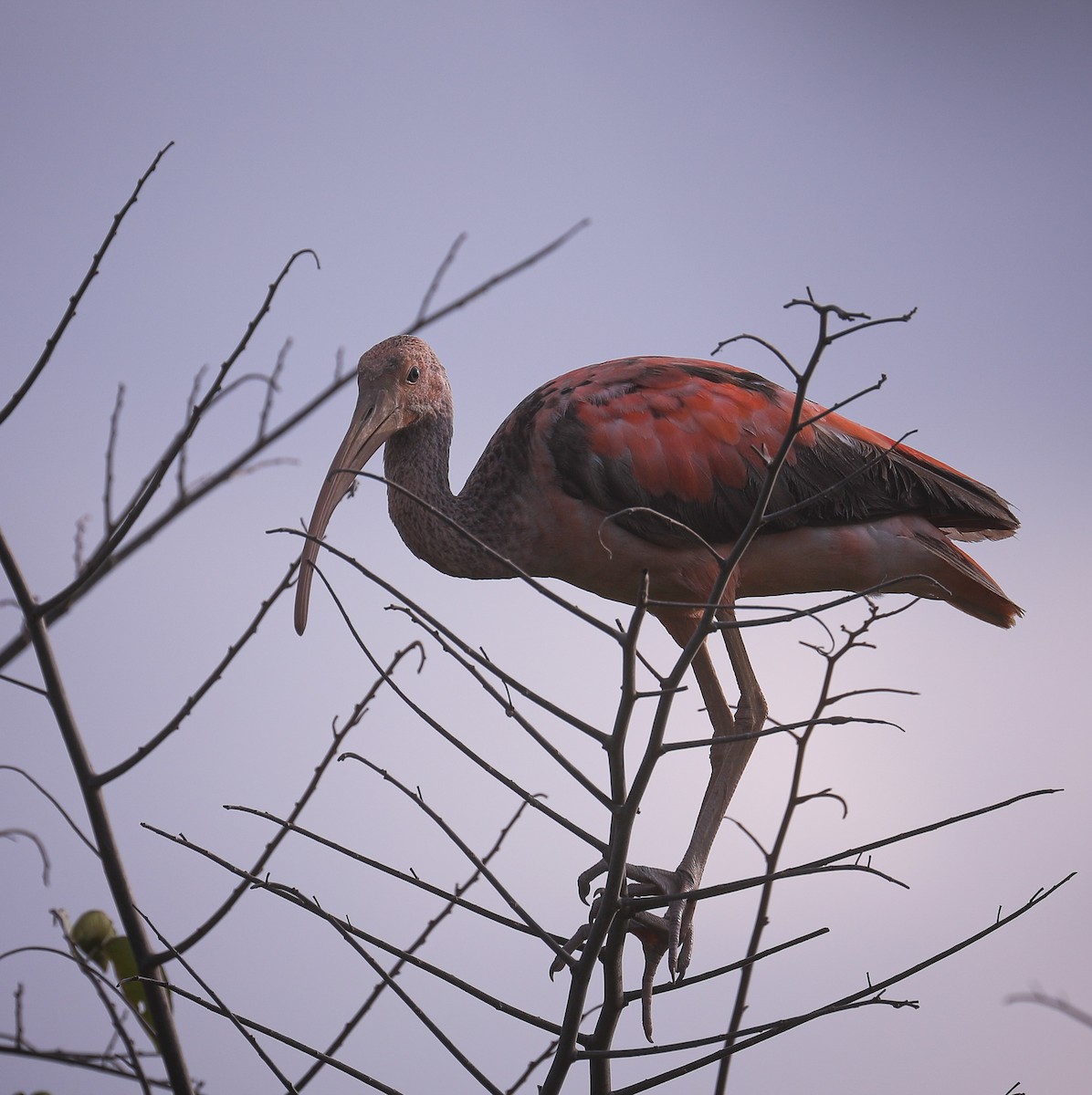 Scarlet Ibis - ML609217262