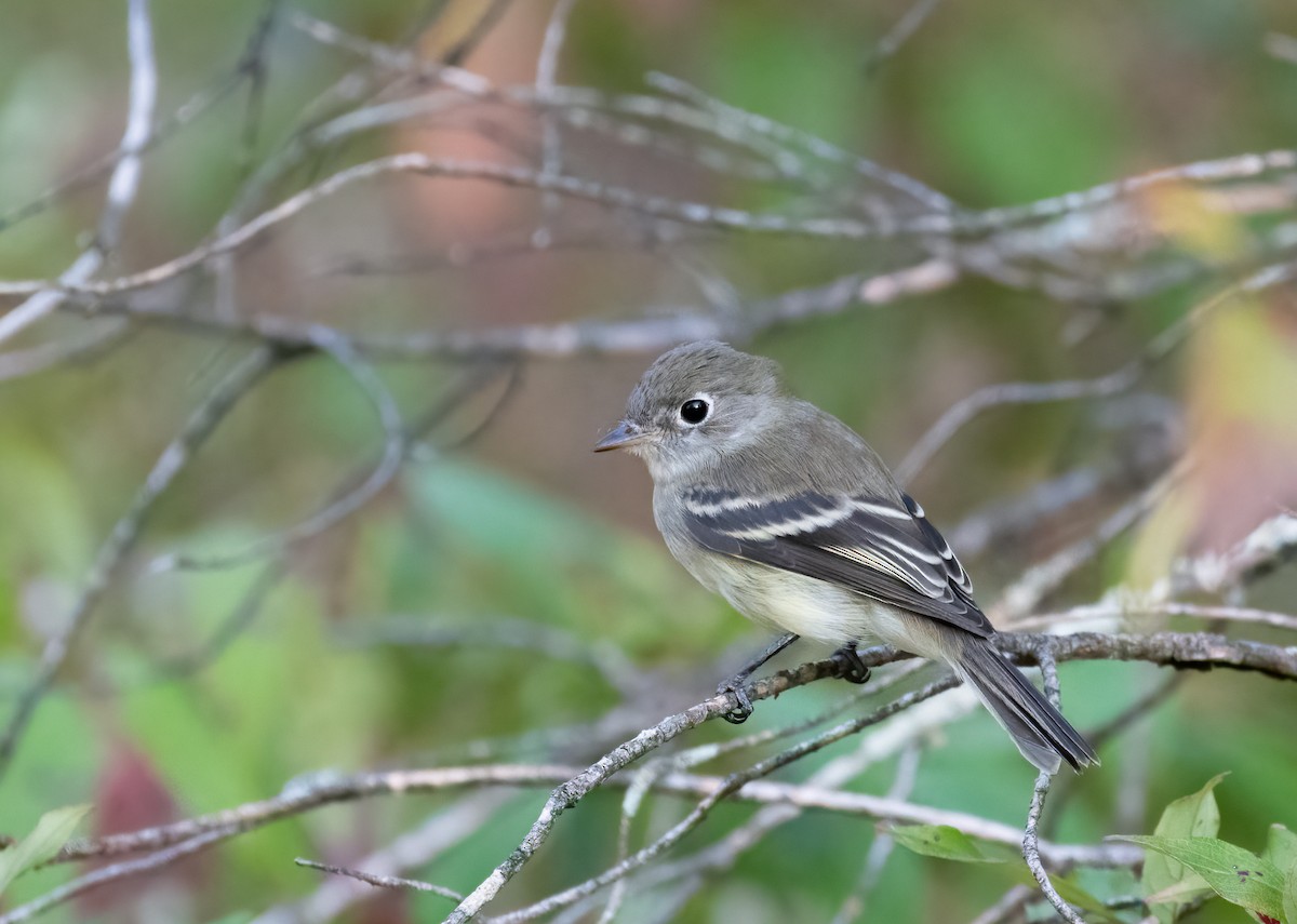 Least Flycatcher - ML609217362