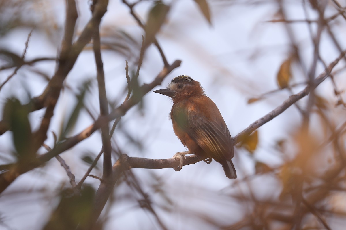 Chestnut Piculet - ML609217593
