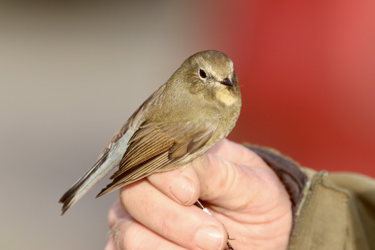 Red-flanked Bluetail - ML609217816