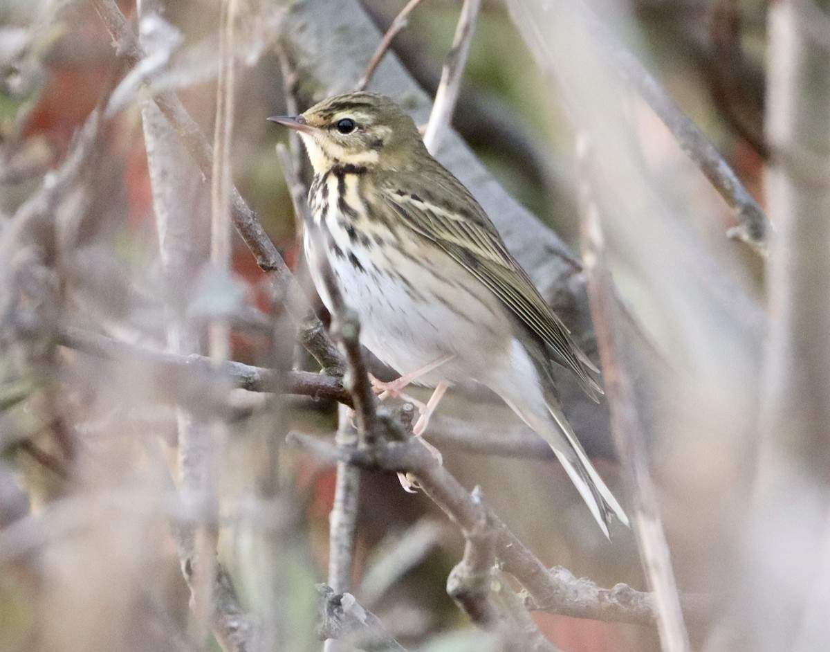 Olive-backed Pipit - ML609217825