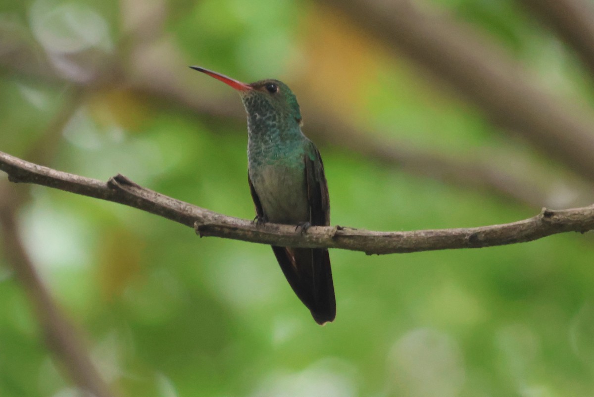 Rufous-tailed Hummingbird - ML609217914