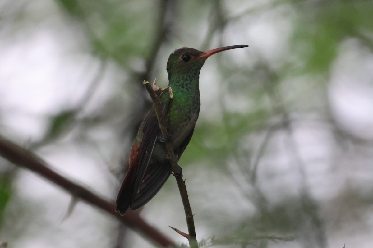 Rufous-tailed Hummingbird - Jorge Alcalá