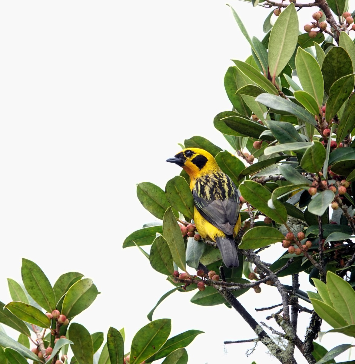 Golden Tanager - ML609217949