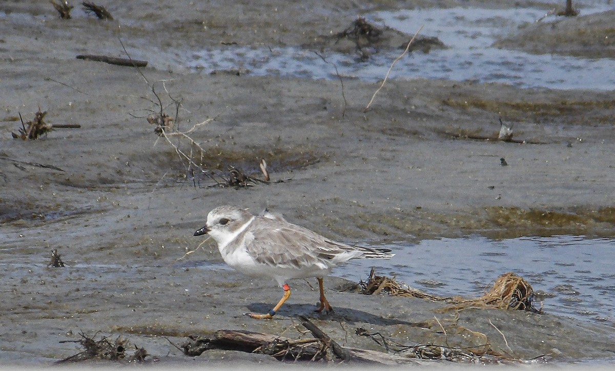 Piping Plover - ML609218064