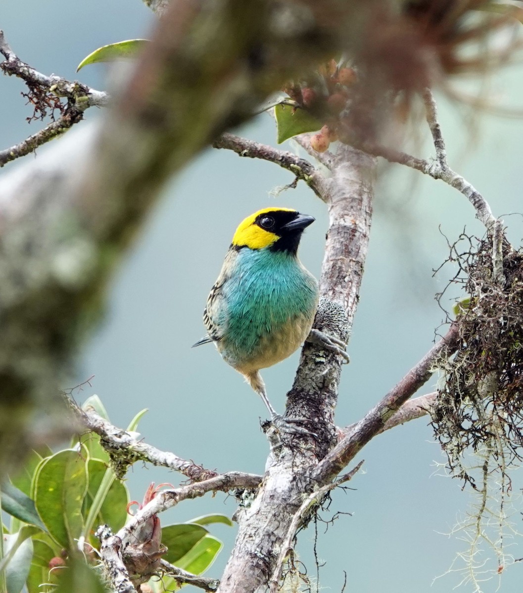 Saffron-crowned Tanager - ML609218120