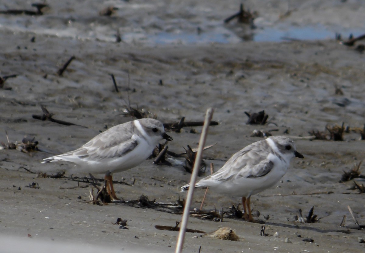 Piping Plover - ML609218123