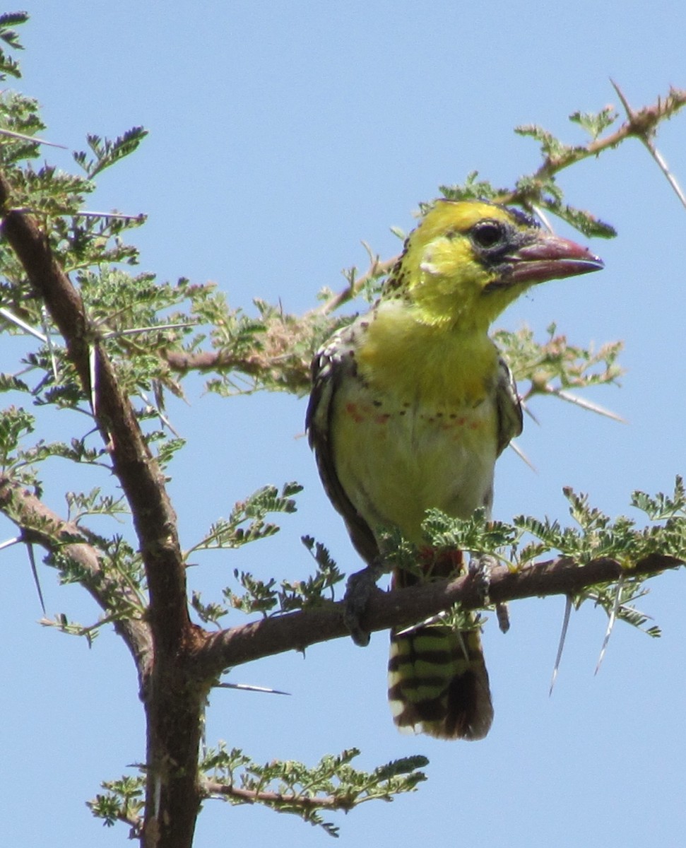 Yellow-breasted Barbet - ML60921841