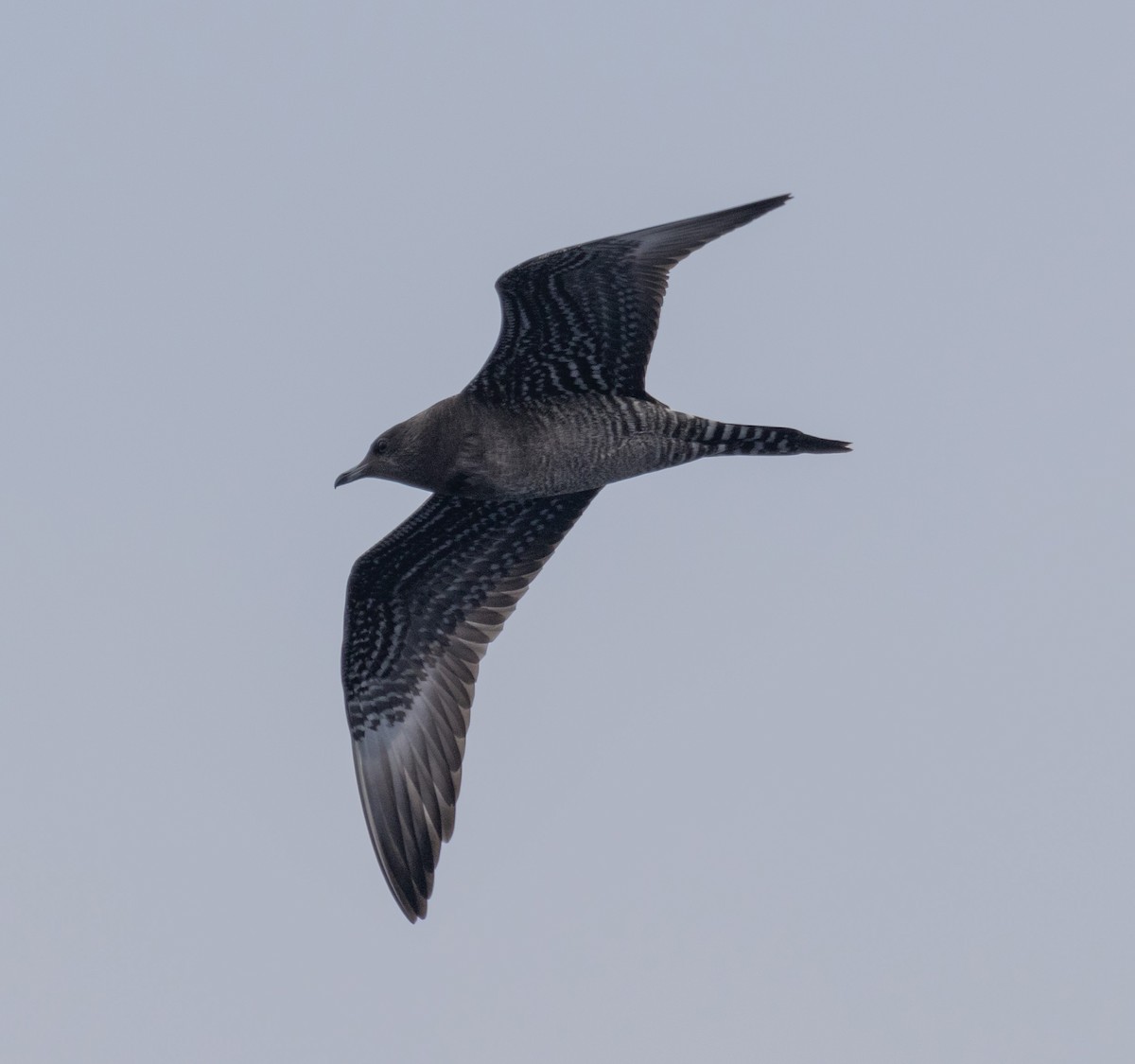 Long-tailed Jaeger - ML609218611