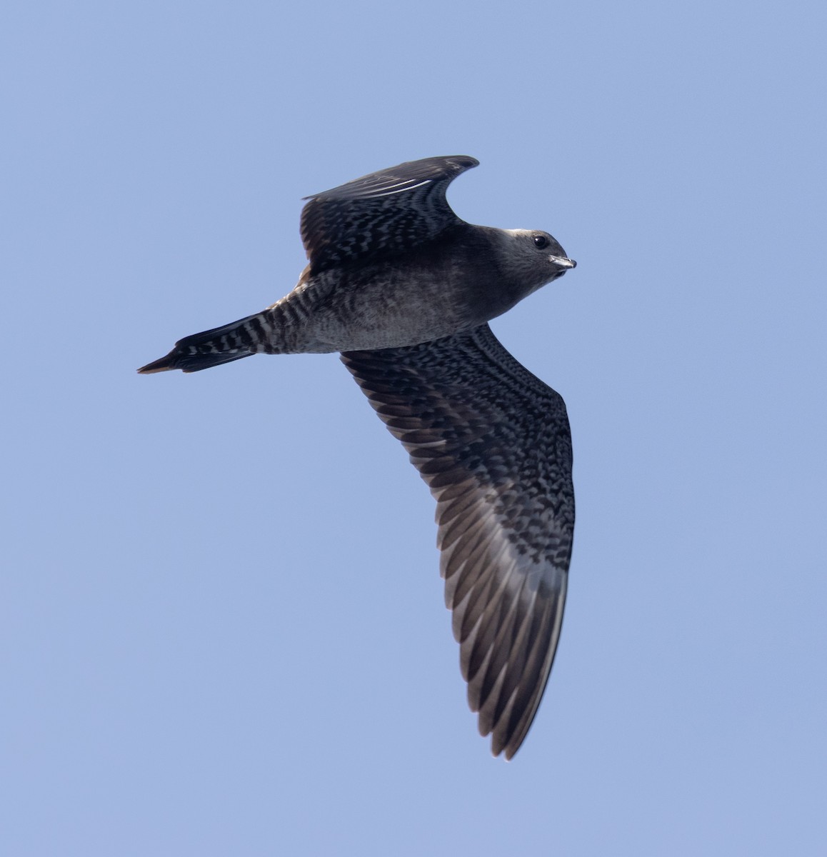 Long-tailed Jaeger - ML609218710