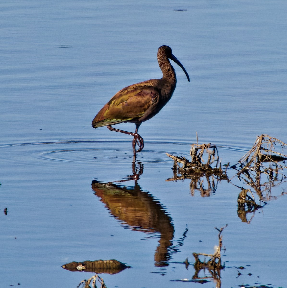 ibis americký - ML609219719