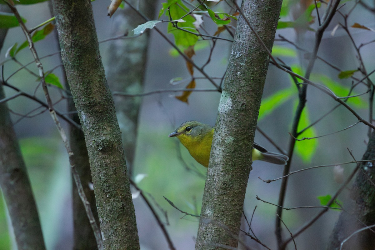 Golden-crowned Warbler - ML609219818