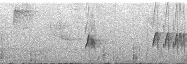 Тиран-крихітка темноголовий - ML60922