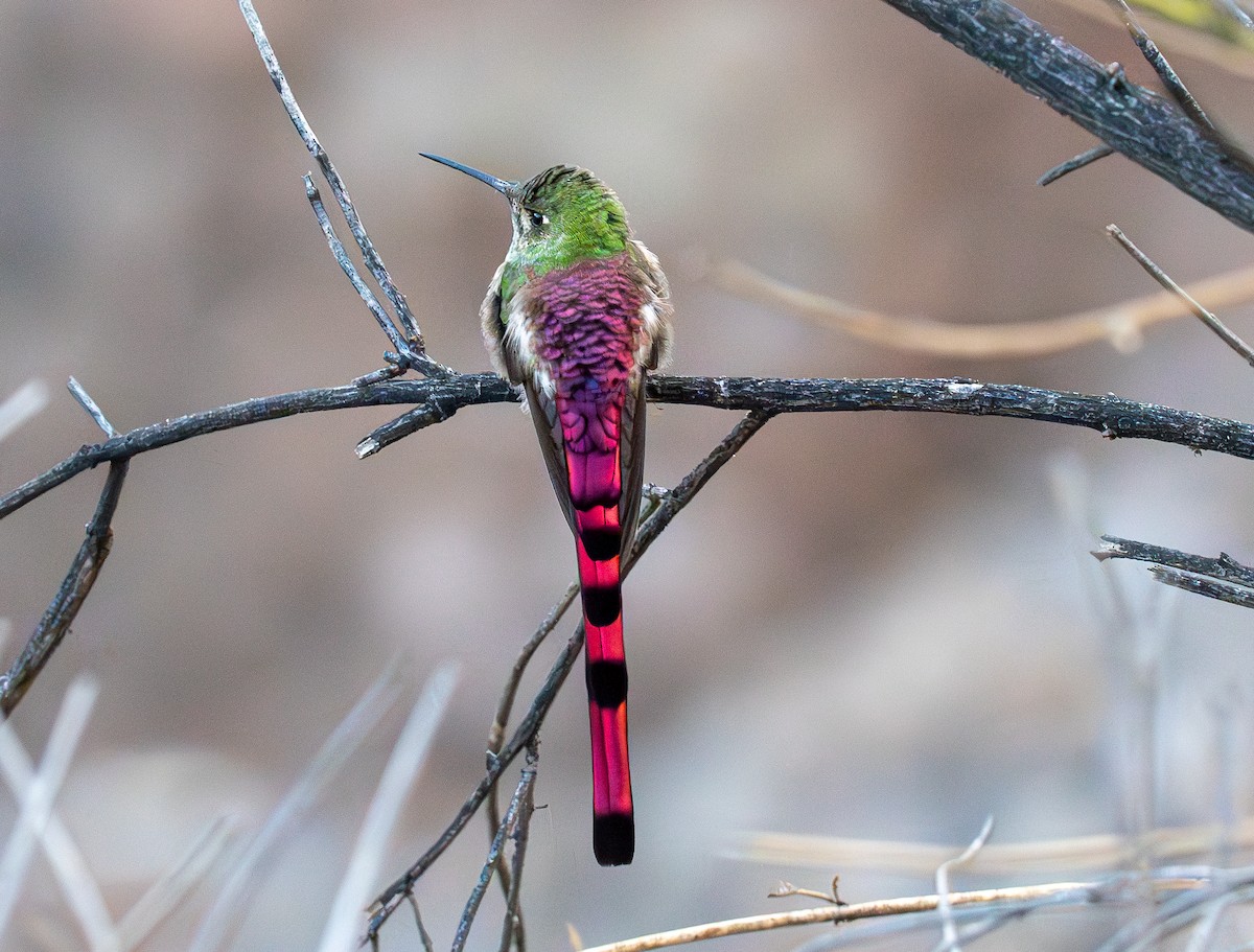 Red-tailed Comet - ML609220017