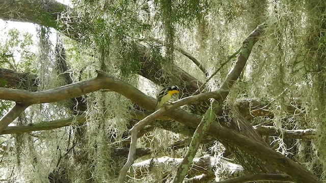 Yellow-throated Warbler - ML609220049