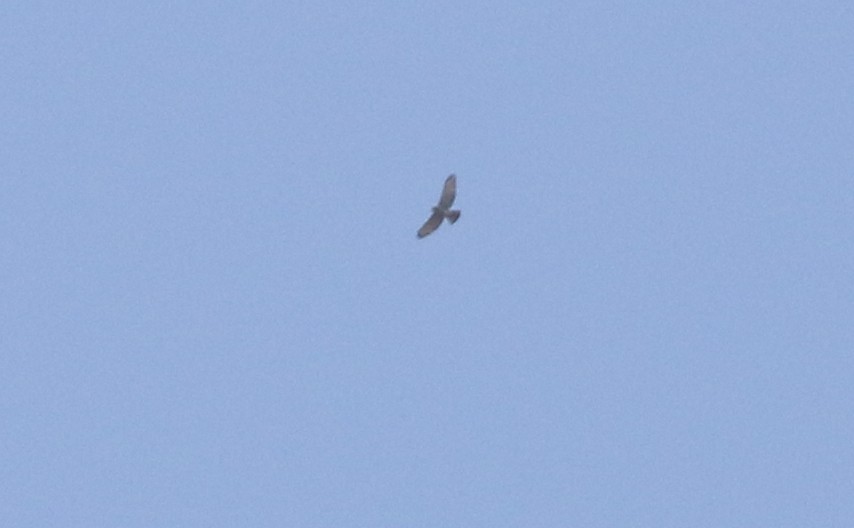 Broad-winged Hawk - ML609220334