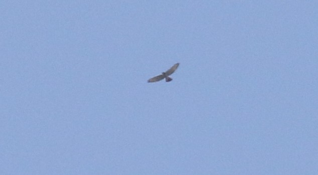 Broad-winged Hawk - ML609220342