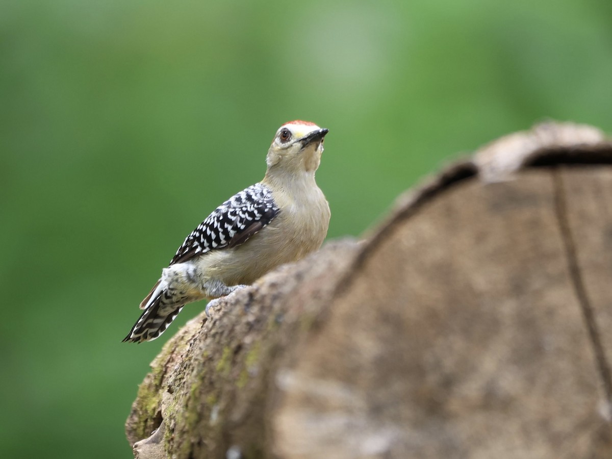 Red-crowned Woodpecker - ML609220451