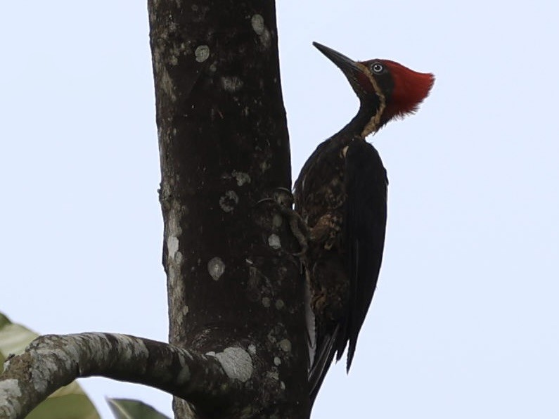 Lineated Woodpecker - ML609220486