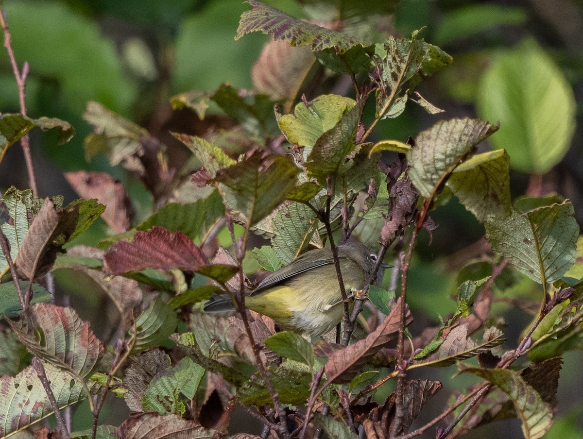 Orange-crowned Warbler - ML609220815