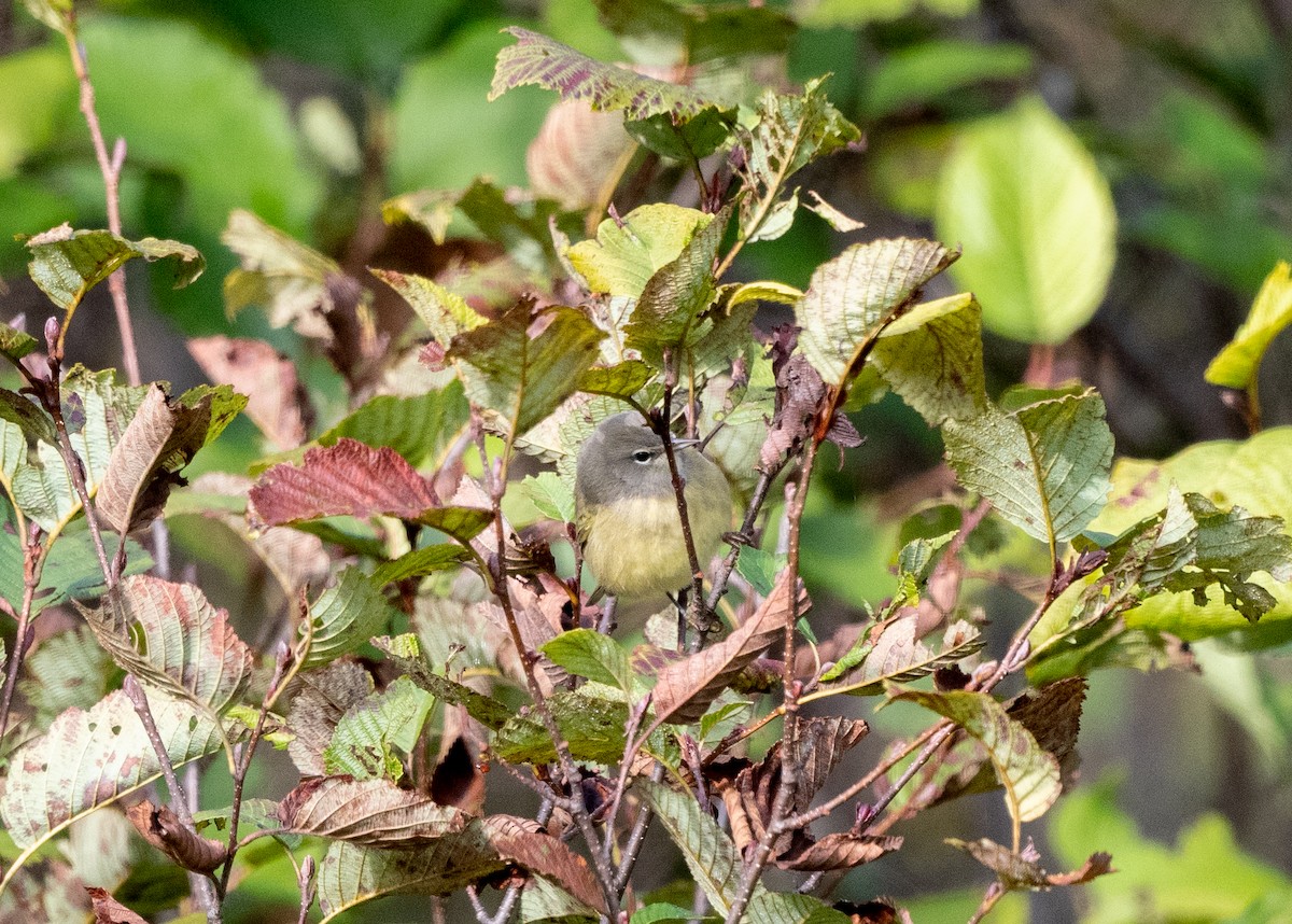 Orange-crowned Warbler - ML609220818