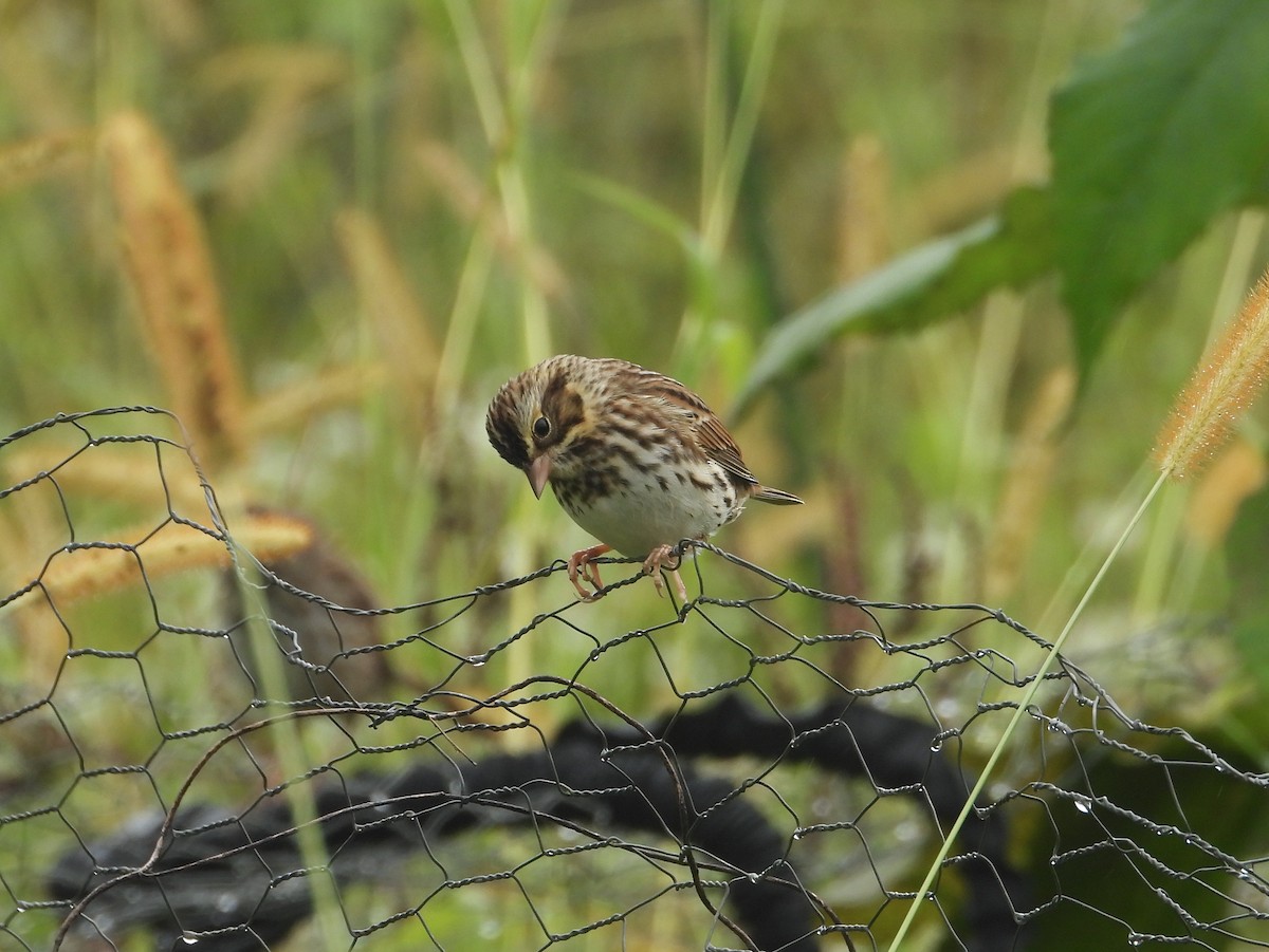 Savannah Sparrow - ML609220881