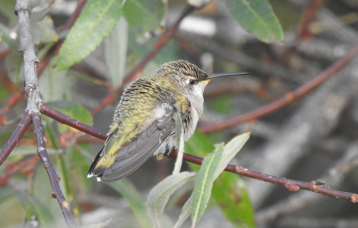 ub. kolibri (Trochilidae sp.) - ML609221215