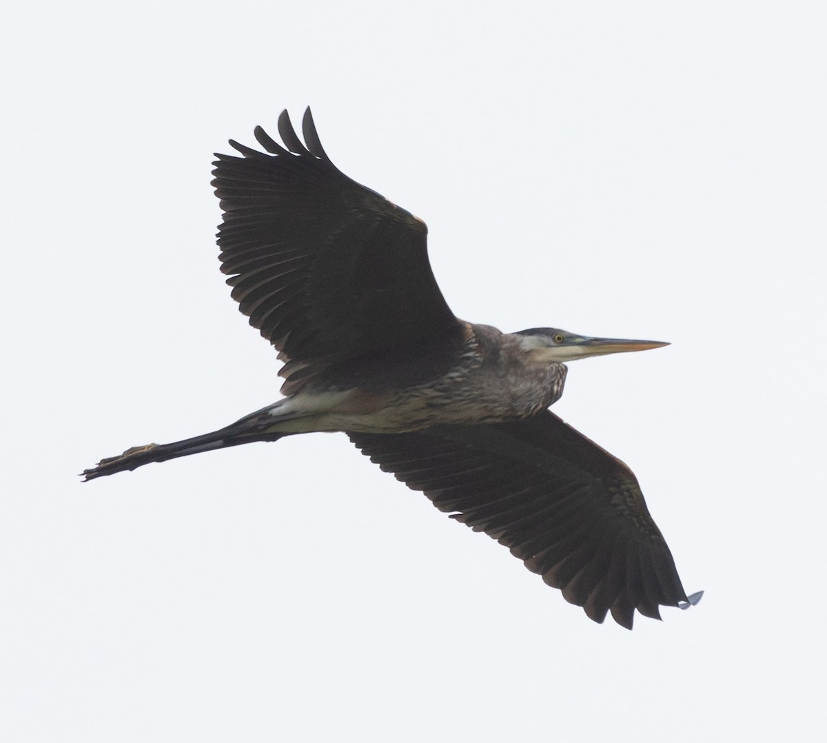 Great Blue Heron (Great Blue) - ML609221248