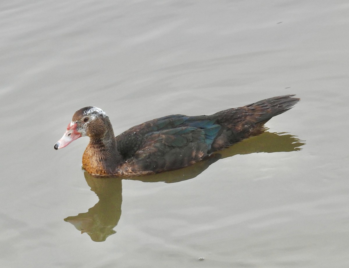 Muscovy Duck (Domestic type) - ML609221273