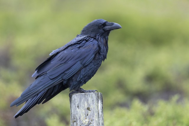 Identification Pitfalls--Crows and Ravens - eBird