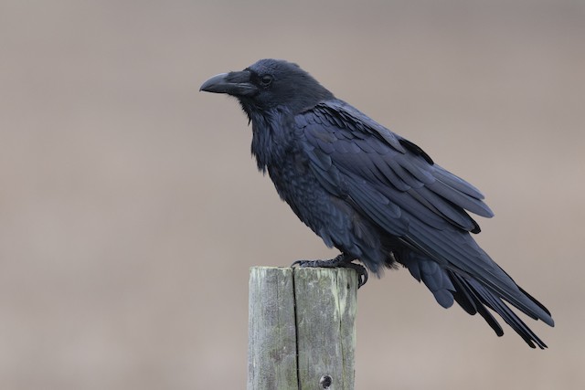 Identification Pitfalls--Crows and Ravens - eBird