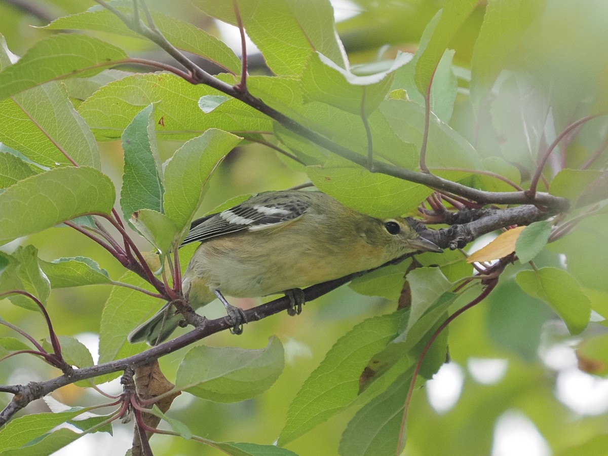 Bay-breasted Warbler - ML609221746