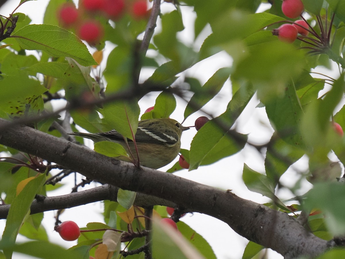 Bay-breasted Warbler - ML609221775