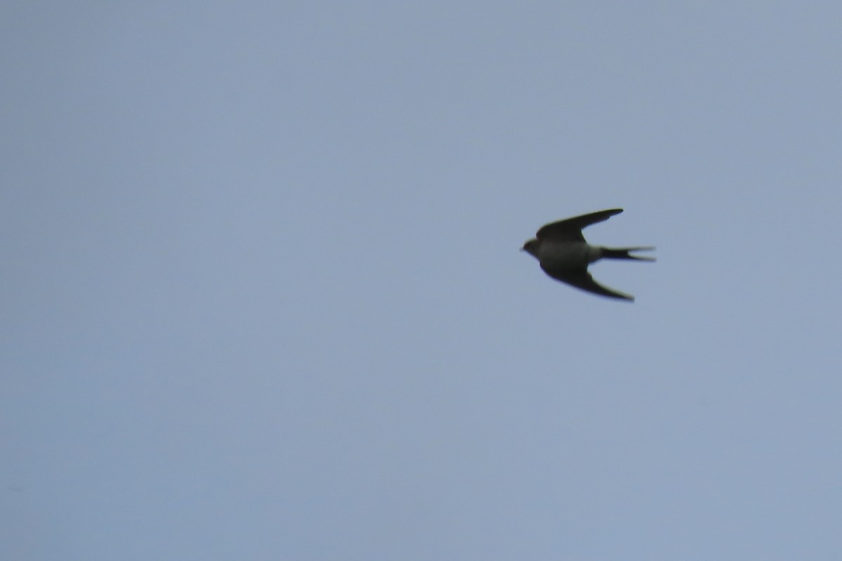 Red-rumped Swallow - ML609221817
