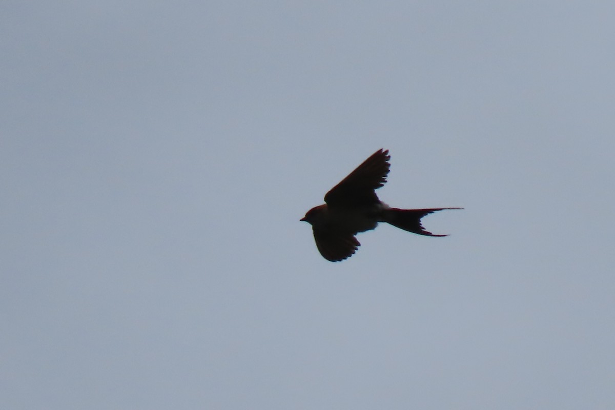 Red-rumped Swallow - ML609221861