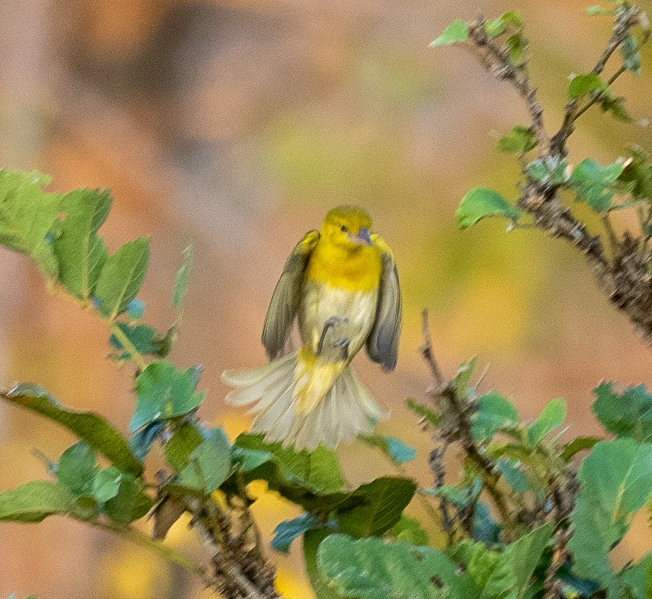 White-bellied Canary - ML609222154