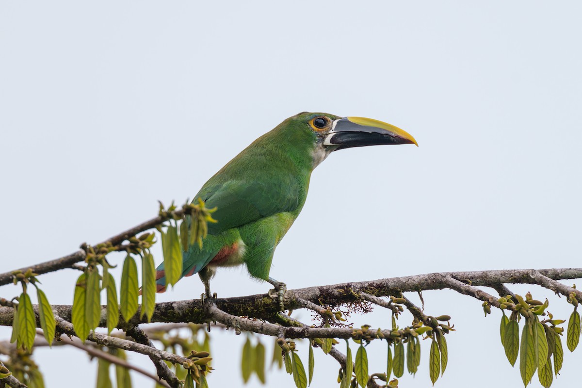 Southern Emerald-Toucanet (Andean) - ML609222266